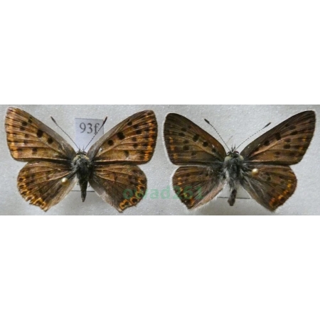 Lycaena tityrus (Poda, 1761) pair Czerwończyk uroczek Czech93f